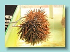 227_Barrier Reef Urchin